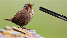 Zaposlouchejte se do přímého přenosu zpěvu ptáků a zvuků přírody z jižních Čech. Zaposlouchejte se do přímého přenosu zpěvu ptáků a zvuků přírody z jižních Čech.