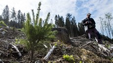 Pracovníci státního podniku Lesy ČR dokončují v Jeseníkách zalesňování... Pracovníci státního podniku Lesy ČR dokončují v Jeseníkách zalesňování...