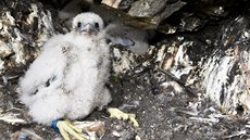 Čerstvě okroužkované mládě sokola v Českém ráji Čerstvě okroužkované mládě sokola v Českém ráji