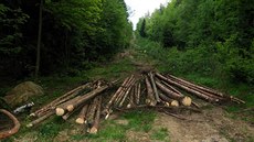 Pracovníci Lesů ČR omylem vykáceli jiný les, než měli. Jablonci nad Nisou nyní... Pracovníci Lesů ČR omylem vykáceli jiný les, než měli. Jablonci nad Nisou nyní...