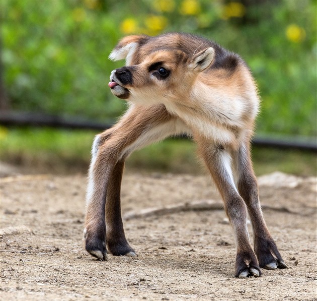 Sob polární ze Zoo Brno se má k svtu.