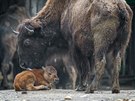 V pátek 5. kvtna se narodilo mlád bizona.