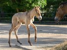 Híb kon Pevalského narozené v praské zoo je ji druhým letoním pírstkem...