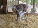 Mlád soba polárního se narodilo v Zoo Olomouc