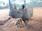Na konci bezna se nosorocm, kteí byli v roce 2009 pevezeni ze ZOO Dvr...