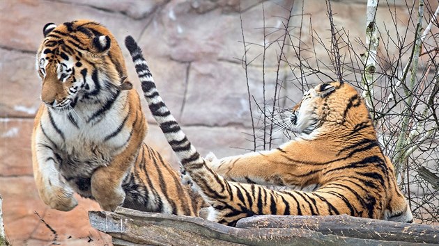 V noru mohli nvtvnci hlubock zoo sledovat tyg nmluvy.