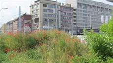 Nejrozšířenější rostlinou je na budoucím staveništi vlčí mák. Nejrozšířenější rostlinou je na budoucím staveništi vlčí mák.