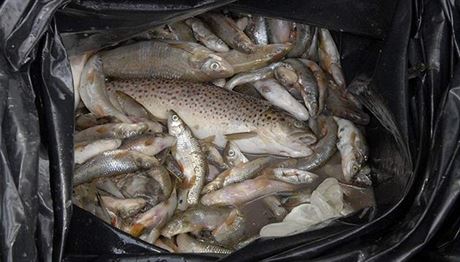 Mezi stovkami uhynulých ryb jsou i chránné stevle. Podle zástupce rybá se ovem viníka nejspí nepodaí vypátrat. Ilustraní foto.