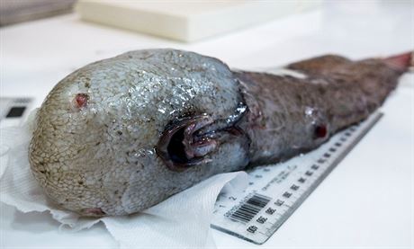 Ryba bez tváe nalezená v australských vodách.