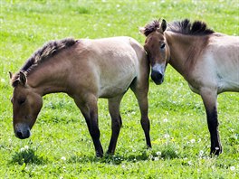 Podle Bobka je záchranný program úspný a kon se v Mongolsku rozmnoují.