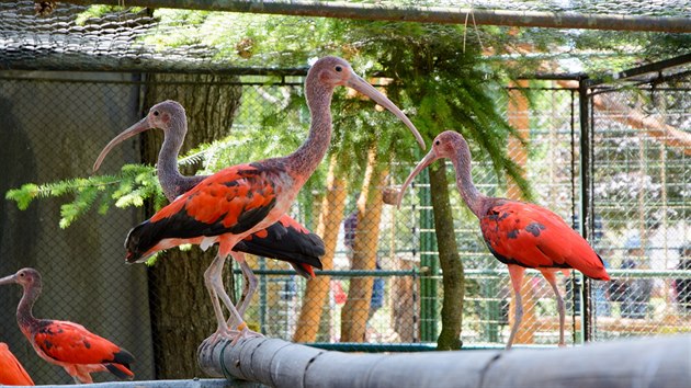 erven ibis, novinka chlebsk zoo (2.6.2017).