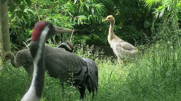 Jebi v zoologick zahrad v Hlubok nad Vltavou.