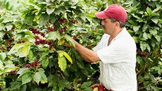 Farmář sklízí plody kávovníku Farmář sklízí plody kávovníku