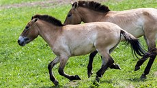 Další koně Převalského zamíří 19. června do Mongolska, kde budou po... Další koně Převalského zamíří 19. června do Mongolska, kde budou po...