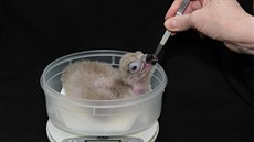Mládě supa hnědého, které se narodilo v Ostravě, našlo adoptivní rodiče v... Mládě supa hnědého, které se narodilo v Ostravě, našlo adoptivní rodiče v...