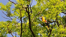 Papouek zstal sedt ve vtvích vysokého stromu ve Slezské Ostrav.