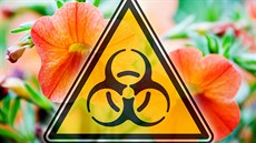 Oranžové petunie jsou podle současných definic „biologická havárie“ Oranžové petunie jsou podle současných definic „biologická havárie“