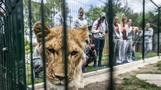 České basketbalistky a jejich adoptivní lvice Lefinka České basketbalistky a jejich adoptivní lvice Lefinka