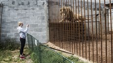 Petra Záplatová si v Bioparku tít fotí lva.