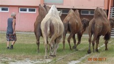 Odchycení velbloudi, kteří se pásli na sídlišti v Žatci. Odchycení velbloudi, kteří se pásli na sídlišti v Žatci.