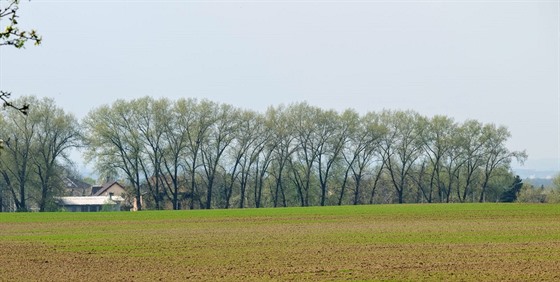 Stromoadí v Kolodjích