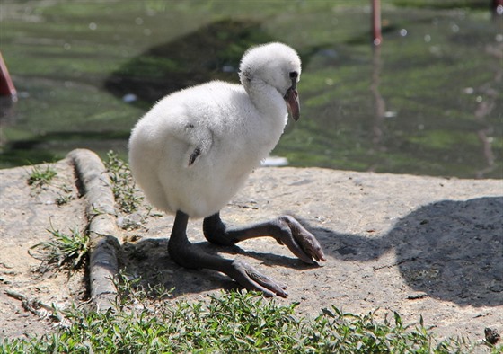 V hodonínské zoo se vylíhli první plameáci roví v její historii.