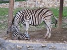 V jihlavsk zoologick zahrad se do stda zeber Burchellovch narodilo nov...
