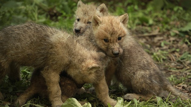 V brnnsk zoo vyrst ptice mlat vlka arktickho, kter se narodila v plce dubna.