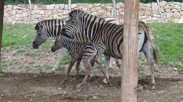 Mld zebry se v jihlavsk zoo narodilo ped zraky nvtvnk.