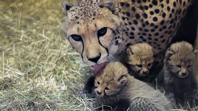 Gepardice Savannah je matkou paterat v prask zoo.