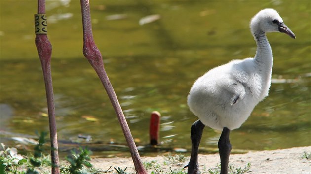 V hodonnsk zoo se vylhli prvn plameci rov v jej historii.