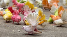 Ptáci se stěhují do měst kvůli potravě, ale museli se naučit jinak zpívat, aby... Ptáci se stěhují do měst kvůli potravě, ale museli se naučit jinak zpívat, aby...