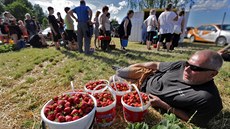 V Odravě u Nebanic na Chebsku začala sklizeň jahod. V Odravě u Nebanic na Chebsku začala sklizeň jahod.