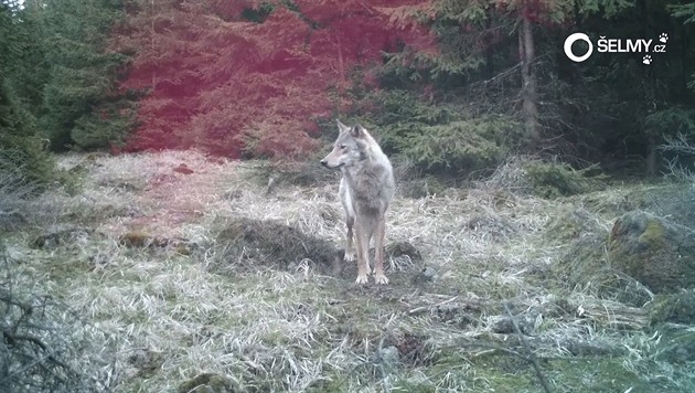 Vlk z Kruných hor pózuje ped videopastí