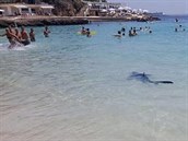 Turisty na Mallorce vyděsil žralok modrý (25. června 2017). Turisty na Mallorce vyděsil žralok modrý (25. června 2017).