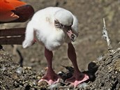 Seznamte se. Představuje se mládě plameňáka kubánského. Seznamte se. Představuje se mládě plameňáka kubánského.