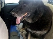 Německý ovčák zůstal zavřený v autě ve velkém vedru. Německý ovčák zůstal zavřený v autě ve velkém vedru.