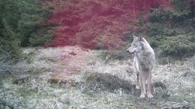 Vlk z Krunch hor pzuje ped videopast