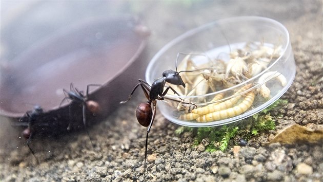 Kolonii s 1 500 a 2 000 velemravenci obrovskmi zskala Jihoesk zoologick zahrada v Hlubok nad Vltavou od soukromho chovatele z Nmecka.