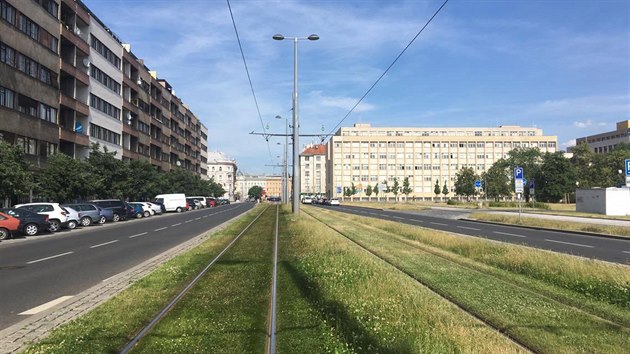 Tramvajov tra v ulici M. Horkov. Pestoe je zde automatick zvlaha, trva moc zelen nen (27.6.2017)