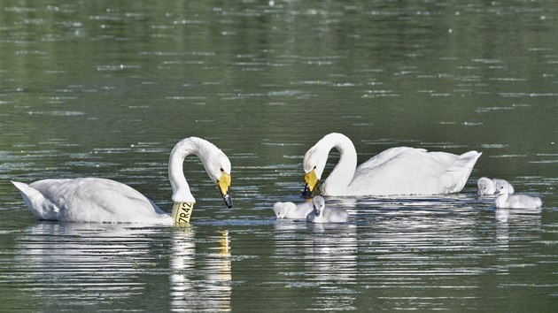 Cizokrajn labu zpvn, kter se usdlila na Perovsku a dostala od ornitolog jmno Zpvanka (na snmku s lmcem na krku), letos poprv zahnzdila. Tento druh labut v esku vyvedl mlad vbec poprv.