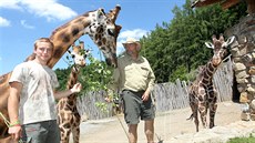 irafí kluci Paul, Zuberi a Manu se stali miláky návtvník jihlavské zoologické zahrady. Trio se vak nyní smrsklo na pouhé duo. V pátek 30. ervna veer Manu v pouhých osmi letech zemel.