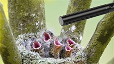 Přímý přenos zvuků přírody z jižních Čech do vašich sluchátek. V reálném čase,... Přímý přenos zvuků přírody z jižních Čech do vašich sluchátek. V reálném čase,...