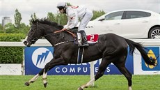 Hnědák Black Canyon bude hlavním favoritem nedělního derby ve Velké Chuchli.... Hnědák Black Canyon bude hlavním favoritem nedělního derby ve Velké Chuchli....