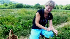 „Před polednem sice jahody pořád ještě jsou, ale není jich určitě tolik jako... „Před polednem sice jahody pořád ještě jsou, ale není jich určitě tolik jako...