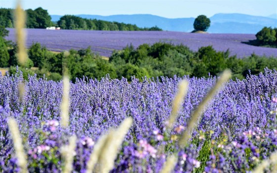 Pravá levandule (Lavandula angustifolia) kvete výraznou fialovou barvou. A jen...