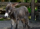 Slena osla domácího, Zoo Dín