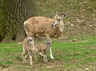 Ovce stepní  arkal, Zoopark Chomutov