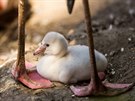 Plameák, Zoo Ostrava