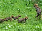 Mláata vlka eurasijského, Zoo Praha